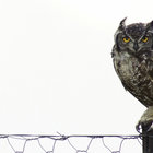 Bird watching in Bredasdorp